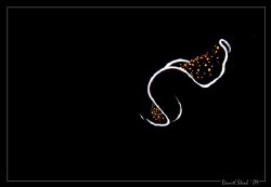 UFO - part II; a flying flatworm (pseudobiceros sp.) by Daniel Strub 